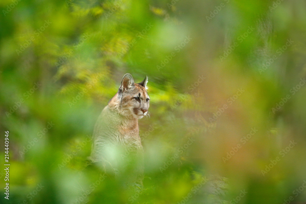 Fototapeta premium Cougar, Puma concolor, w naturalnym środowisku leśnym, między drzewami, ukryty portret niebezpiecznego zwierzęcia z USA. Lew górski dzikiego ssaka ukryty w zielonej roślinności.