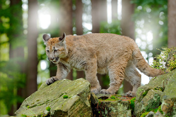Crédence de cuisine Puma Cougar dans la forêt verdoyante  © ondrejprosicky