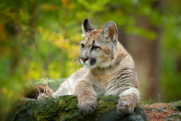 Crédence de cuisine Puma Cougar caché dans la végétation sauvage  © ondrejprosicky