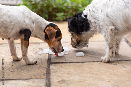 Two Jack Russell Terrier dogs. 
Dog  in heat summer quenches his thirst on an ice cube photo