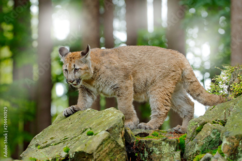 Puma concolor, known as the mountain lion, panther, in green vegetation, Mexico. Wildlife scene from nature. Dangerous Cougar sitting in the green forest with rock, beautiful back light.