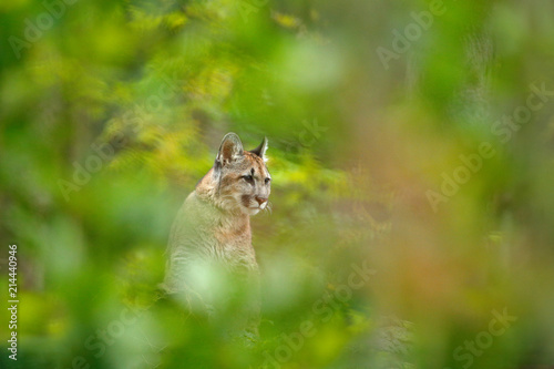 Cougar, Puma concolor, in the nature forest habitat, between trees, hidden portrait of dangerous animal from USA. Wild mammal mountain lion hidden in the green vegetation.