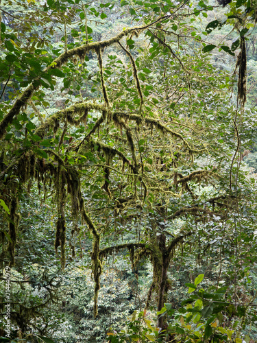 Mindo Cloud Forest  Ecuador