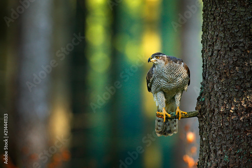 Bird in fall forest. Goshawk, Accipiter gentilis, bird of prey sitting oh the branch in autumn forest in background. Evening light in wildlife nature, Germany.