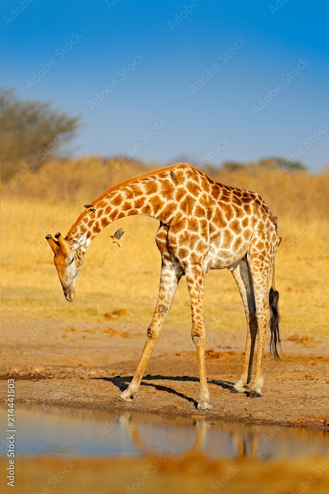 Naklejka premium Giraffe drinking water from the lake, evening orange light, big animal in the nature habitat in Botswana, Africa. Big African animal with blue sky.