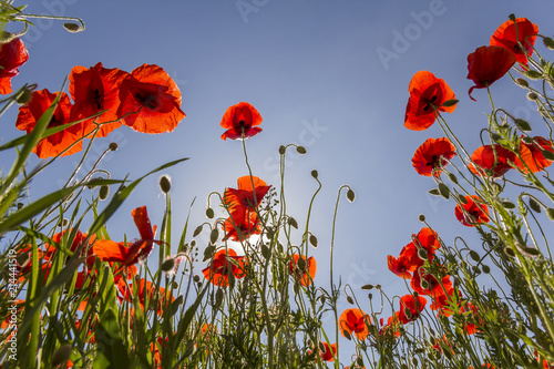 Fototapeta Naklejka Na Ścianę i Meble -  Low angle view of wonderful bright fully blooming red poppies and buds on high green stems lit by summer sun against bright blue sky. Beauty and tenderness of nature concept.