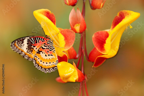 Cethosia cyane, Leopard Lacewing, tropical butterfly distributed from India to Malaysia. Beautiful insect sitting on red and yellow bloom of tree, nature forest habitat. photo