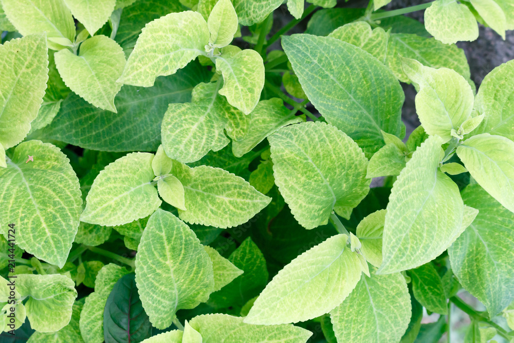 Green leaf pattern background, top view from above Green leaf pattern background, top view from above