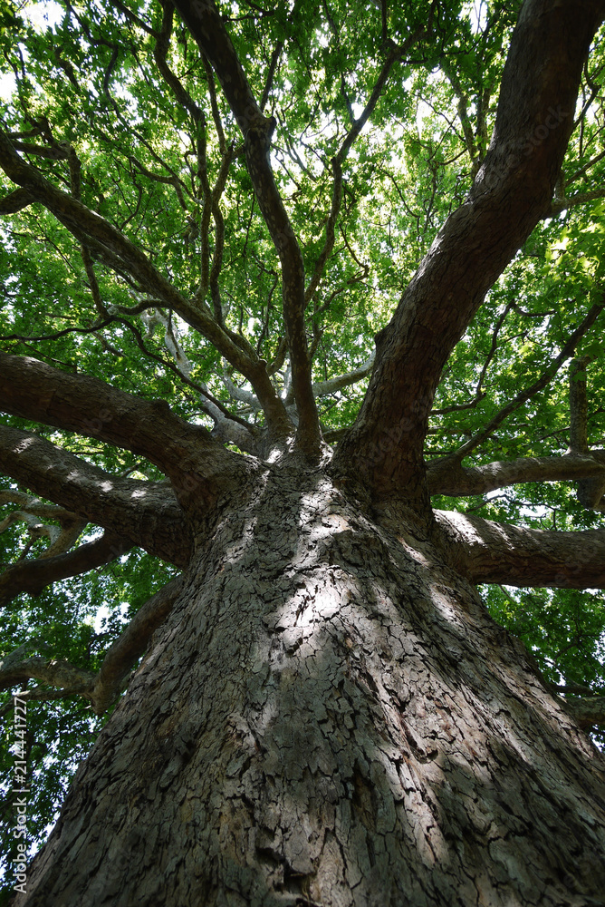 Fototapeta premium branched crown of the old fluffy tree with green leaves