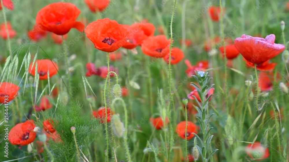 Meadow with wild poppies in bloom Meadow with wild poppies in bloom