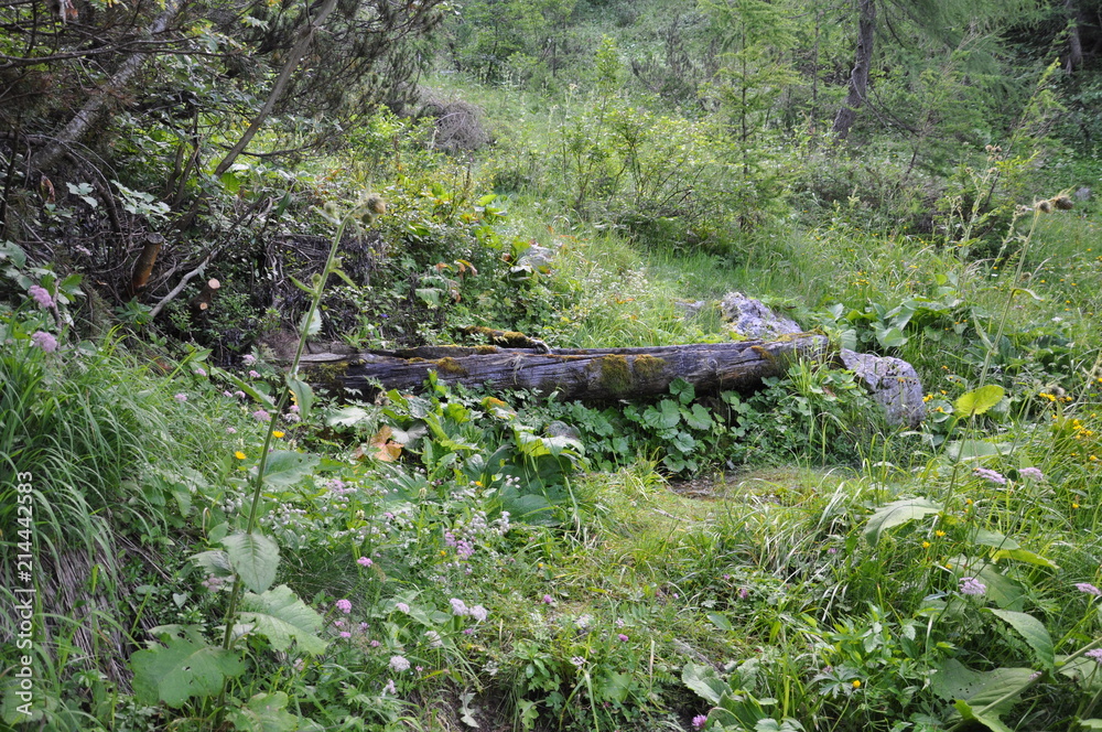 Obraz premium Quelle