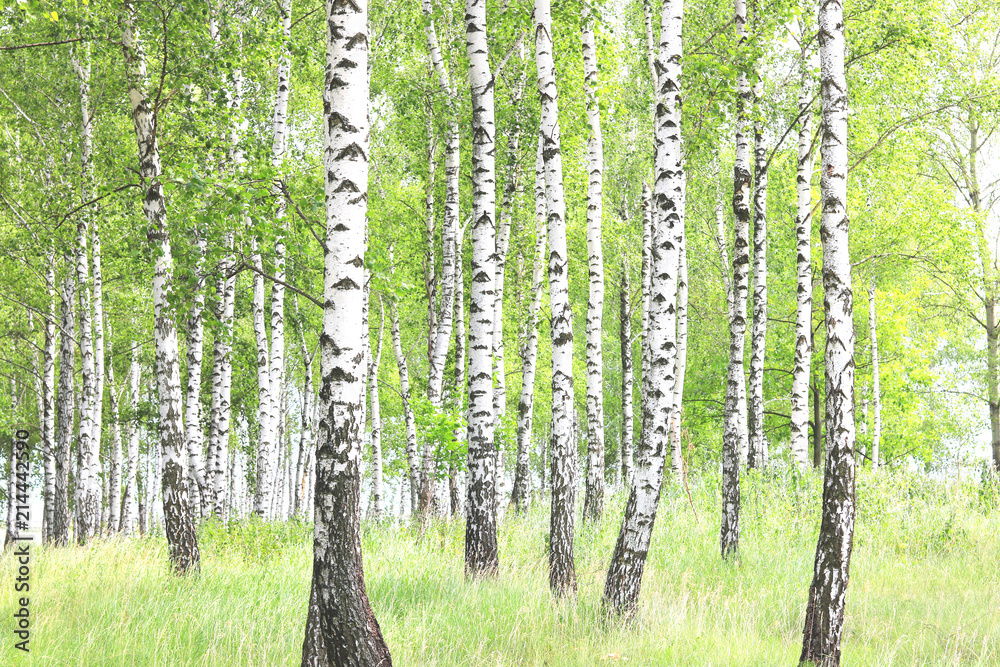 Naklejka premium Beautiful birch trees with white birch bark in birch grove with green birch leaves in summer