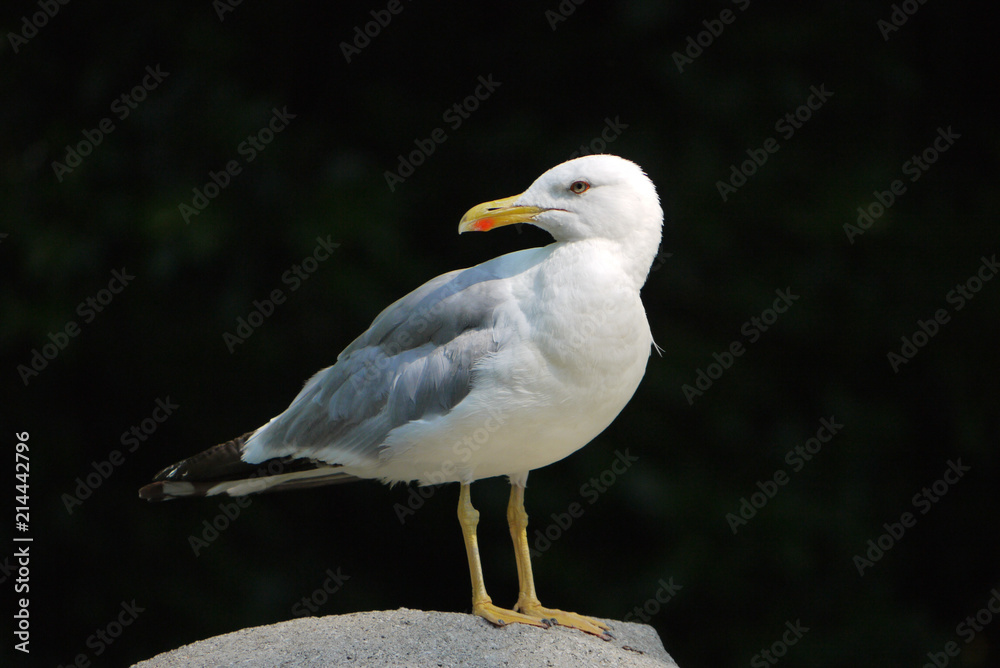 A white gull in a box with a yellow beak on a large stony under sunlight A white gull in a box with a yellow beak on a large stony under sunlight