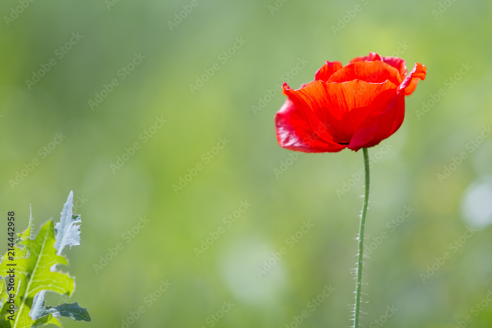 Obraz premium Close-up of tender blooming lit by summer sun one red wild poppy flower on high stem on blurred bright green bokeh summer background. Beauty and tenderness of nature concept.