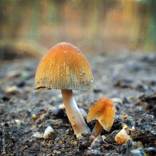 Coprinellus saccharinus mushroom photo