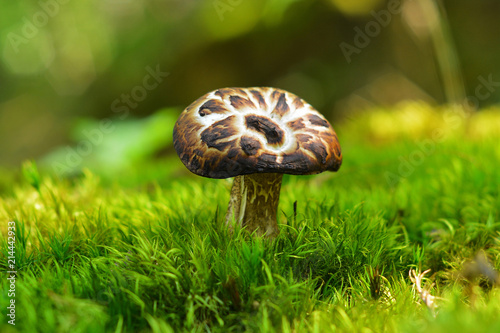 Sarcodon imbricatus mushroom photo