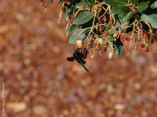 avispon negro en madroño