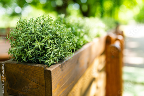 Green plant in a wooden pot photo