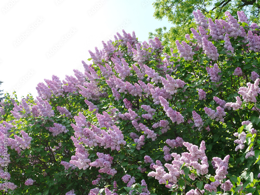 beautiful purple flowers on a lilac bush in the park beautiful purple flowers on a lilac bush in the park