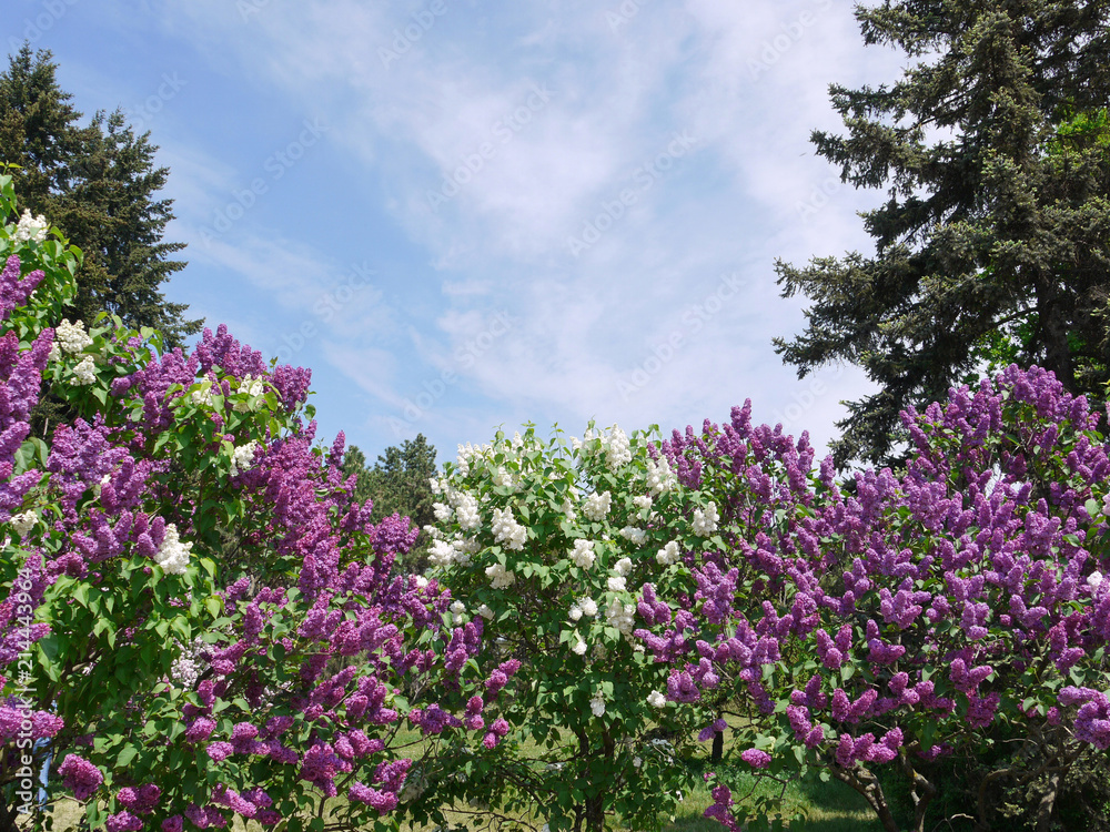 magnificent bushes of blossoming lilacs against the background of firs and blue skies