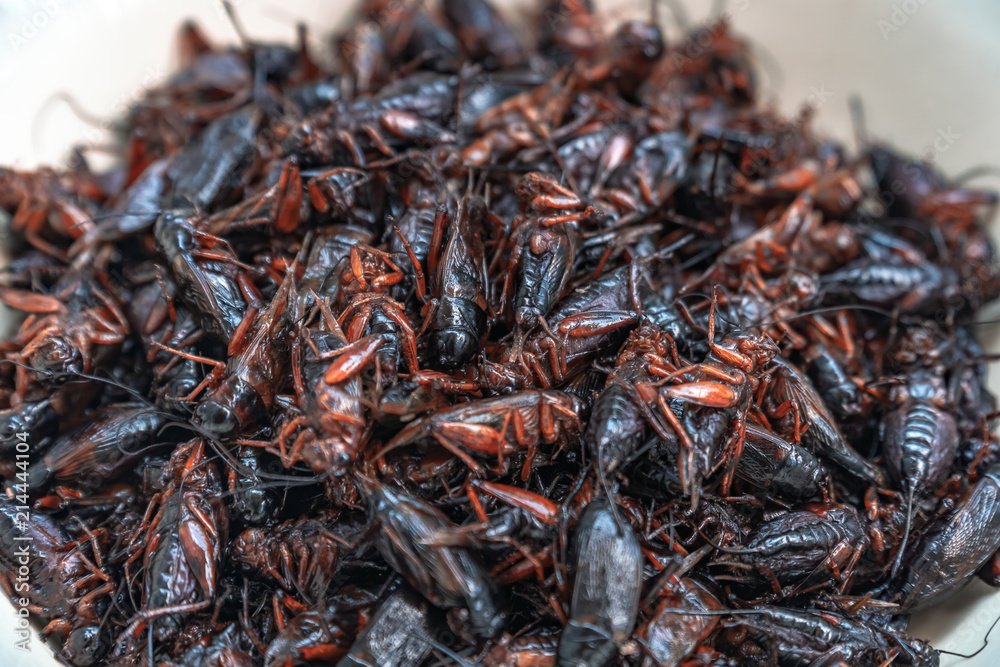 Close-up shot of a flock of cricket fried, Thai delicious street food in a white bowl background. Close-up shot of a flock of cricket fried, Thai delicious street food in a white bowl background.