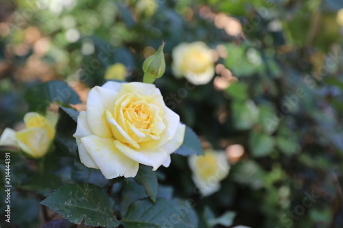 Detail of Beautiful roses in garden