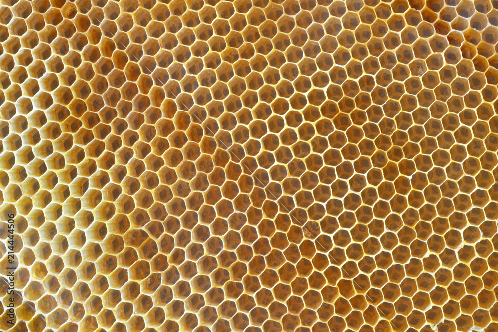 Bee honeycombs close-up.