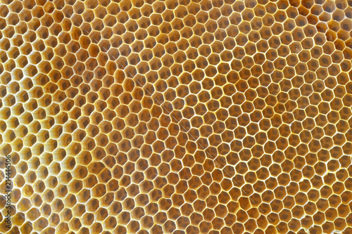 Bee honeycombs close-up.