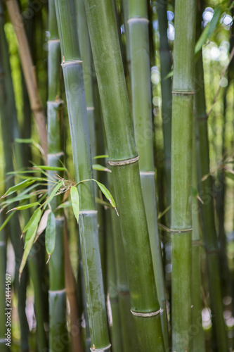 Fototapeta Naklejka Na Ścianę i Meble -  Forêt de bambous en France