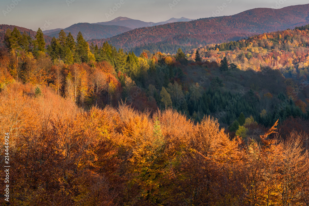 Panoramic vista over colorful trees at fall