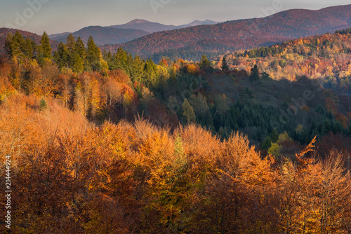 Panoramic vista over colorful trees at fall