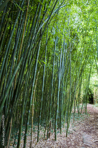 For  t de bambous en France