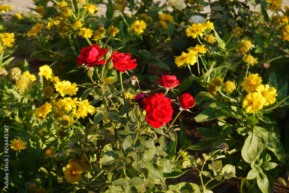 A bush of red roses surrounded by dahlia flowers, which are called gay guys. Like girls between guys