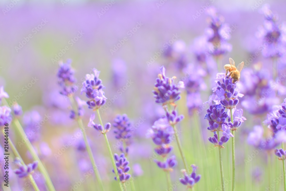 Obraz premium 富良野のラベンダー