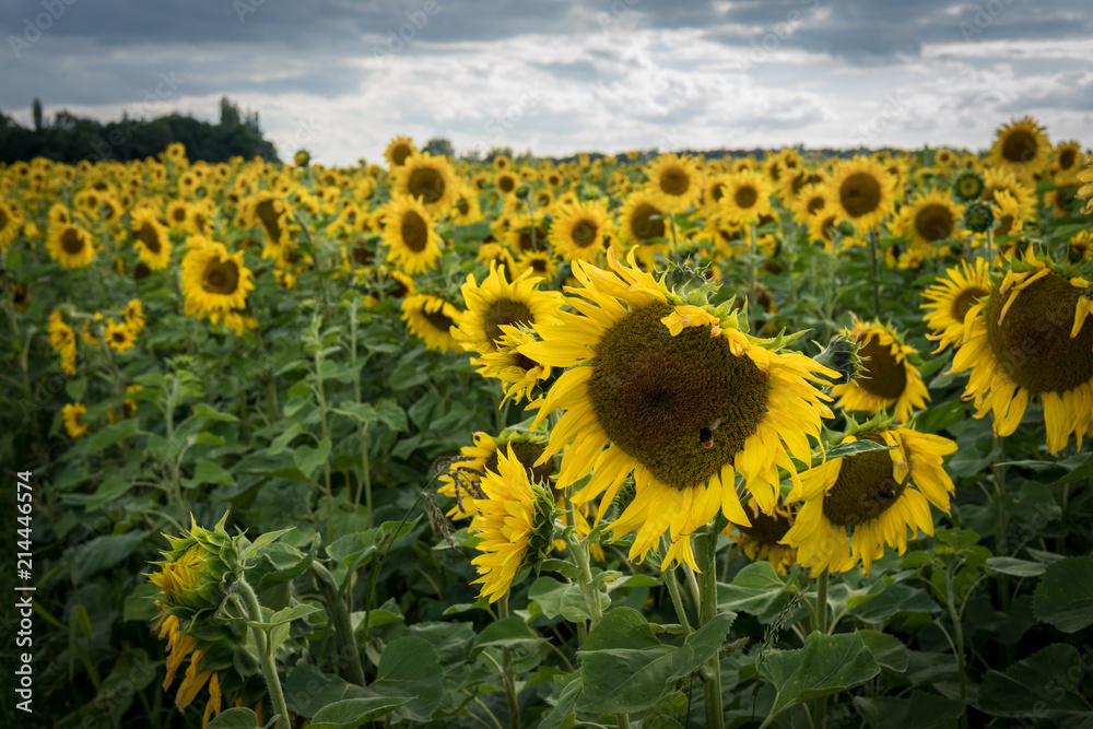 Obraz premium Sonnenblumenfeld