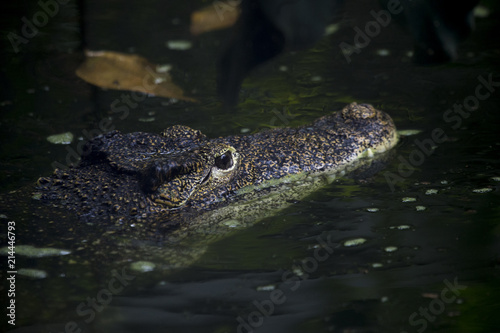 An adult crocodile lurking just above the water level with both eyes visible
