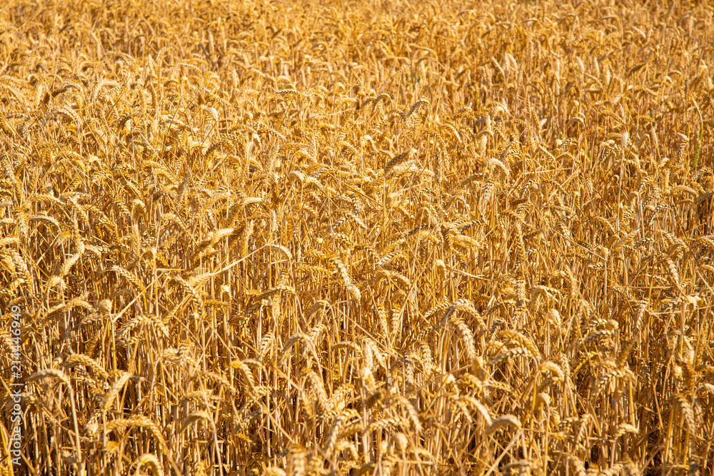 ripe cereals on the big field just before harvesting ripe cereals on the big field just before harvesting