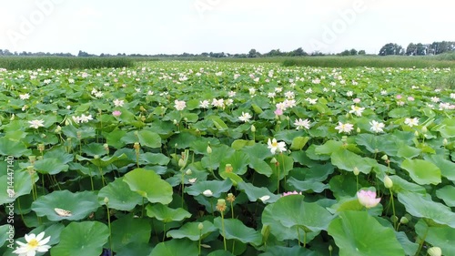 Lake of lotuses. Pink lotuses in the water, aerial photography. photo