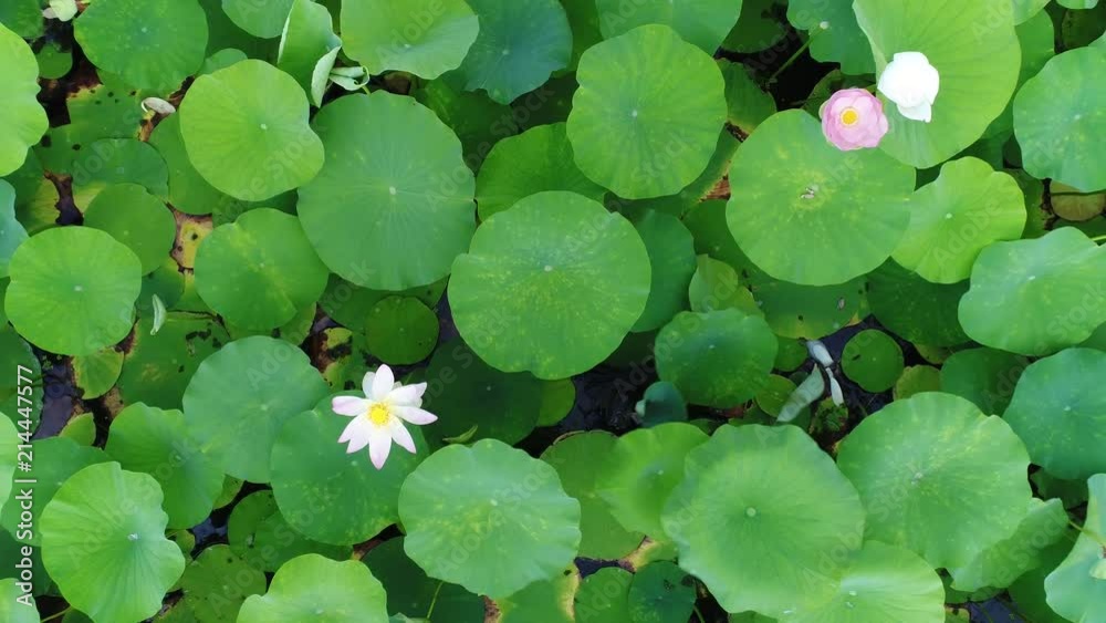 Aerial view - pink lotuses and green water lilies. Lake of lotuses. Aerial view - pink lotuses and green water lilies. Lake of lotuses.