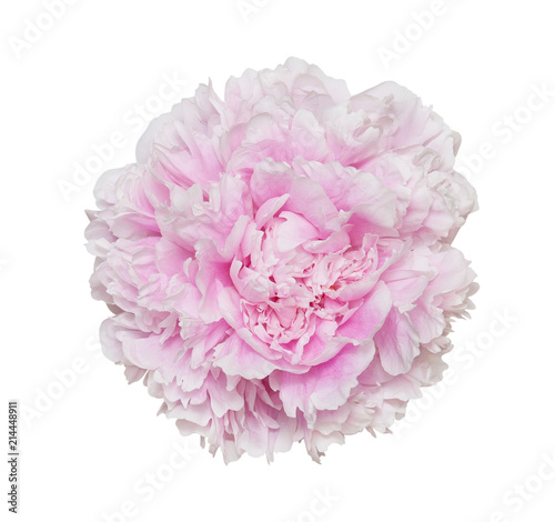 Peony