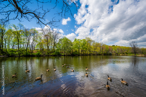 The Duck Pond at Edgewood Park in New Haven, Connecticut photo