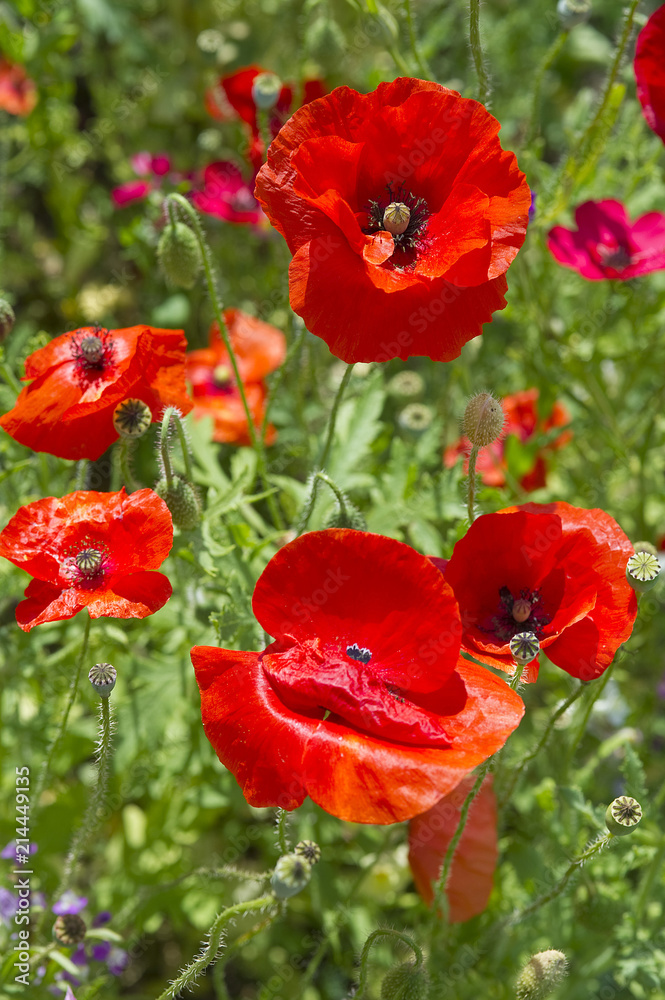 Obraz premium COQUELICOT