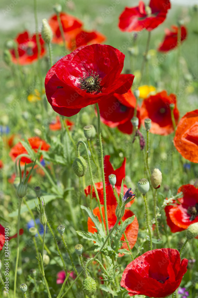 Obraz premium COQUELICOT