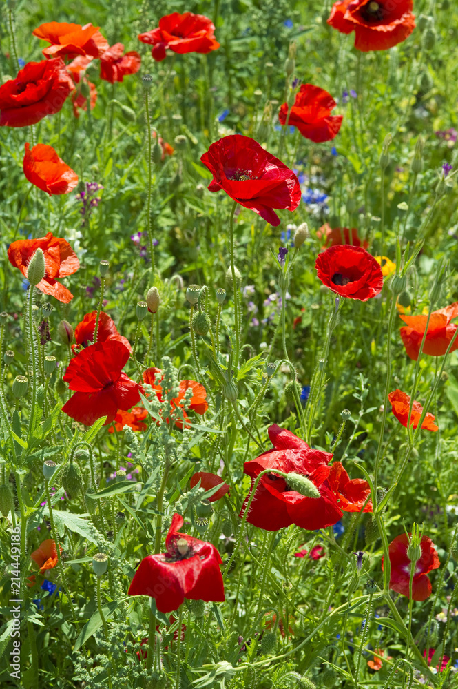 Naklejka premium COQUELICOT