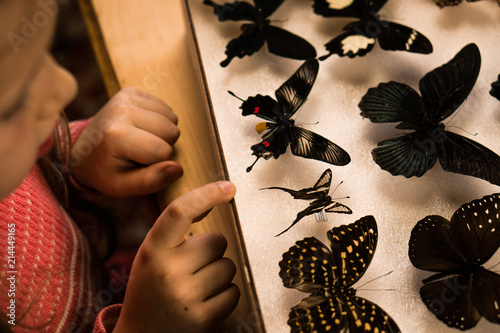 Little Girl Researching Entomology Collection of Tropical Butterflies photo