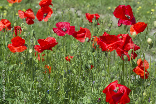 COQUELICOT