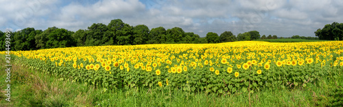 Sunflowers field, summer landscape