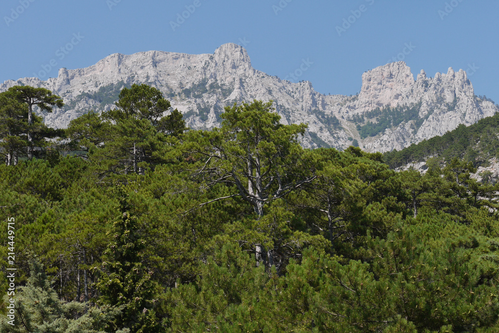 thick green trees under a blue sky on the background of high steep mountains