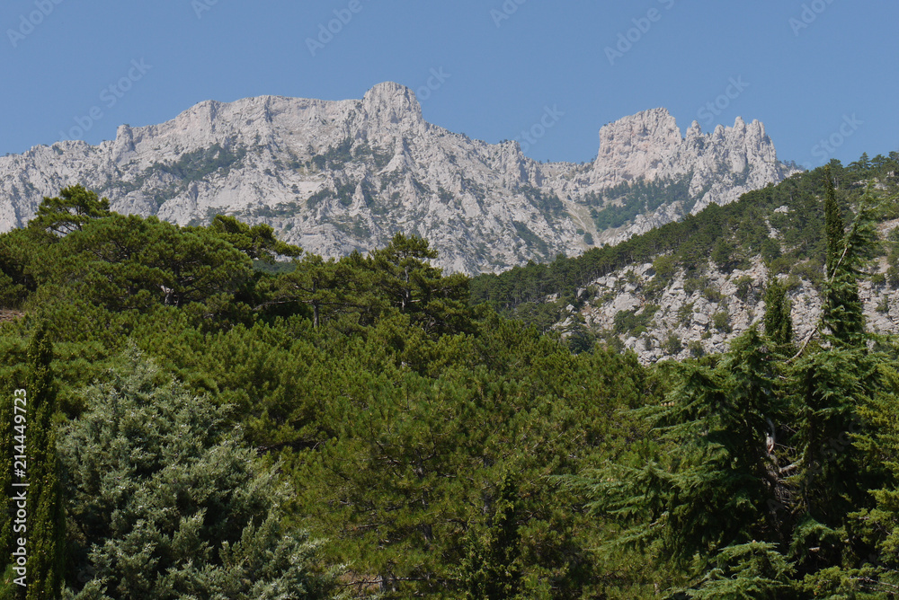 thick green trees under a blue sky on the background of high steep mountains thick green trees under a blue sky on the background of high steep mountains