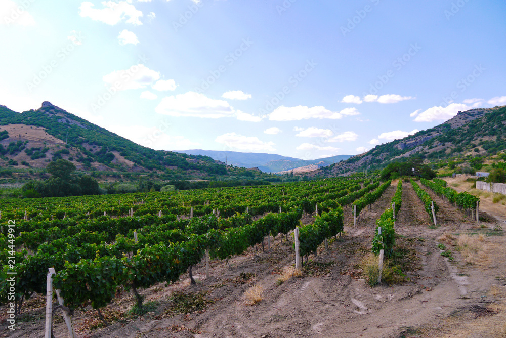 wide grape field under a blue sky on the background of slopes covered with grass